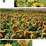 玩具熊向日葵种子观赏型向日葵种子使用向日葵种子葵花籽种子