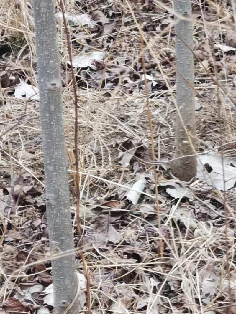 【杜仲树】河北保定，树苗种植基地，一手货源，保质保量