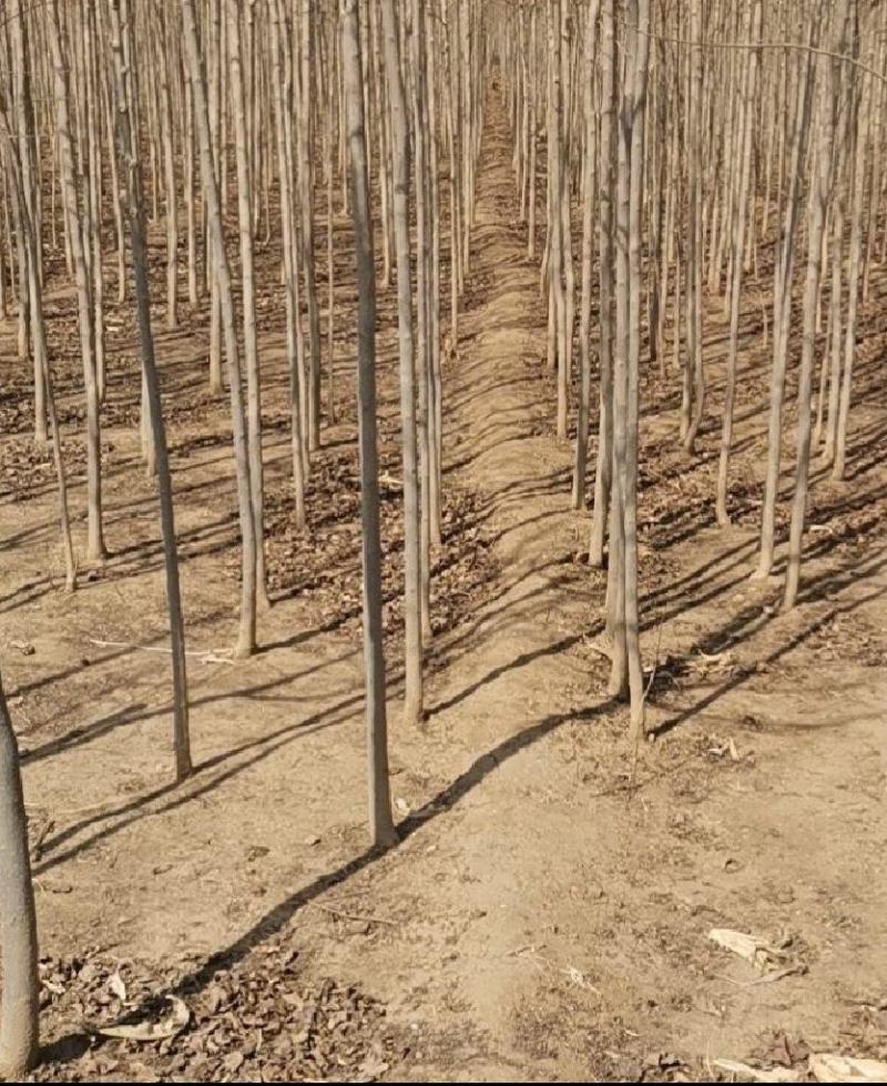 【杜仲树】河北保定，树苗种植基地，一手货源，保质保量