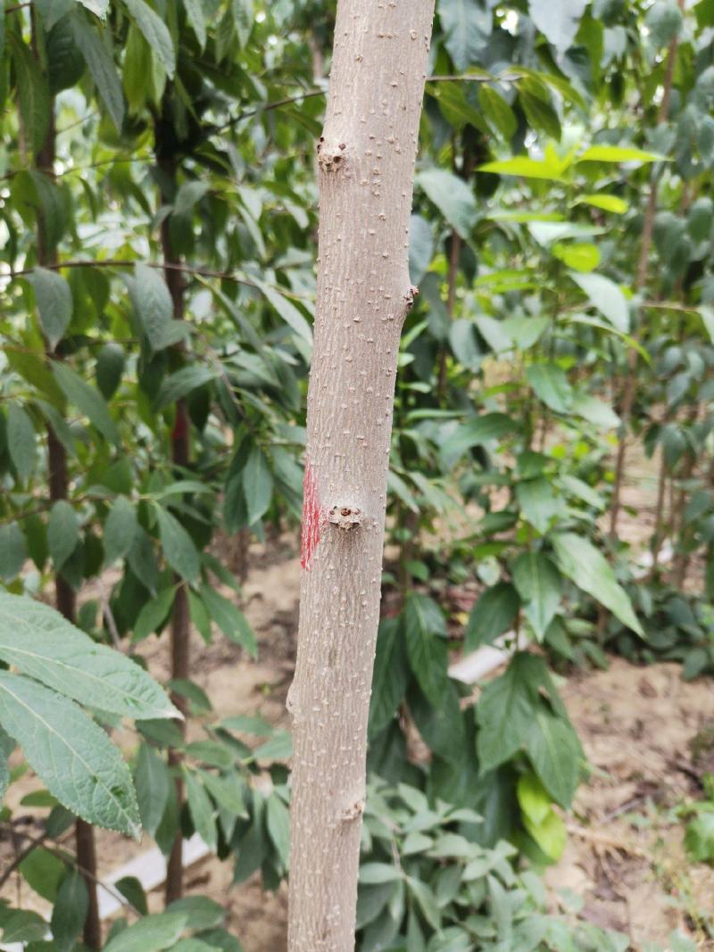 【杜仲树】河北保定，树苗种植基地，一手货源，保质保量