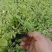 绿叶红花醡浆草红叶红花醡浆草炸浆草杯苗