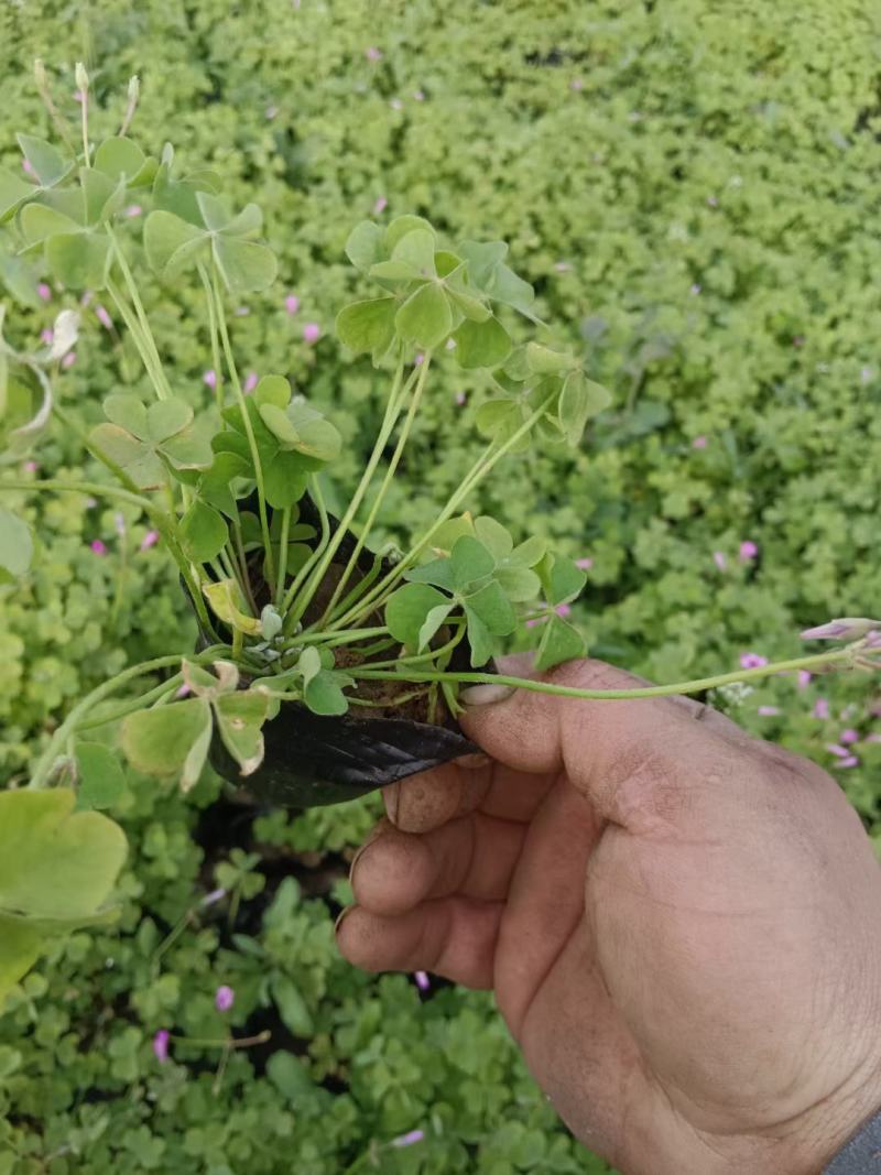绿叶红花醡浆草红叶红花醡浆草炸浆草杯苗