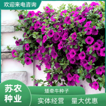 矮牵牛种子垂钓盆栽庭院室内阳台爬藤植物牵牛花种子四季易活
