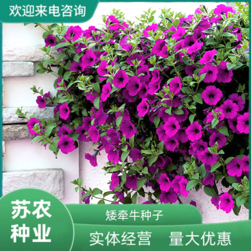 矮牵牛种子垂钓盆栽庭院室内阳台爬藤植物牵牛花种子四季易活