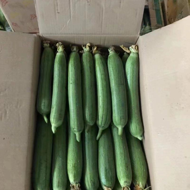 实力淮安精品油皮丝瓜现摘现发对接商超电商市场江苏产地