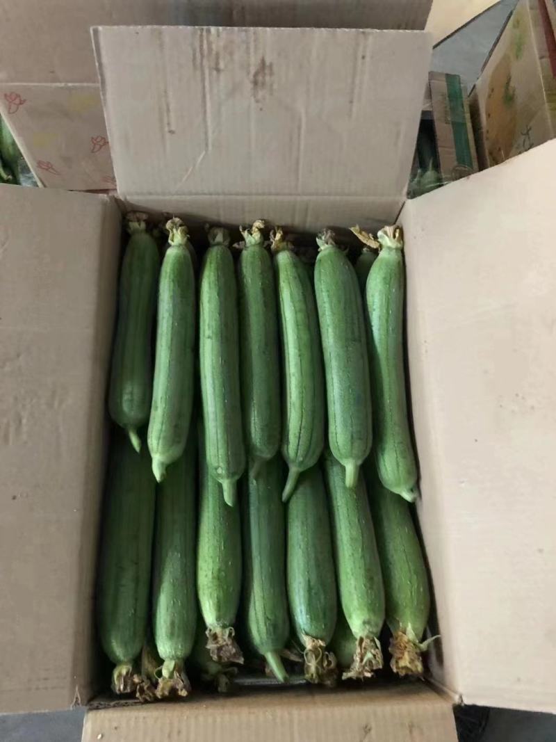 实力淮安精品油皮丝瓜现摘现发对接商超电商市场江苏产地