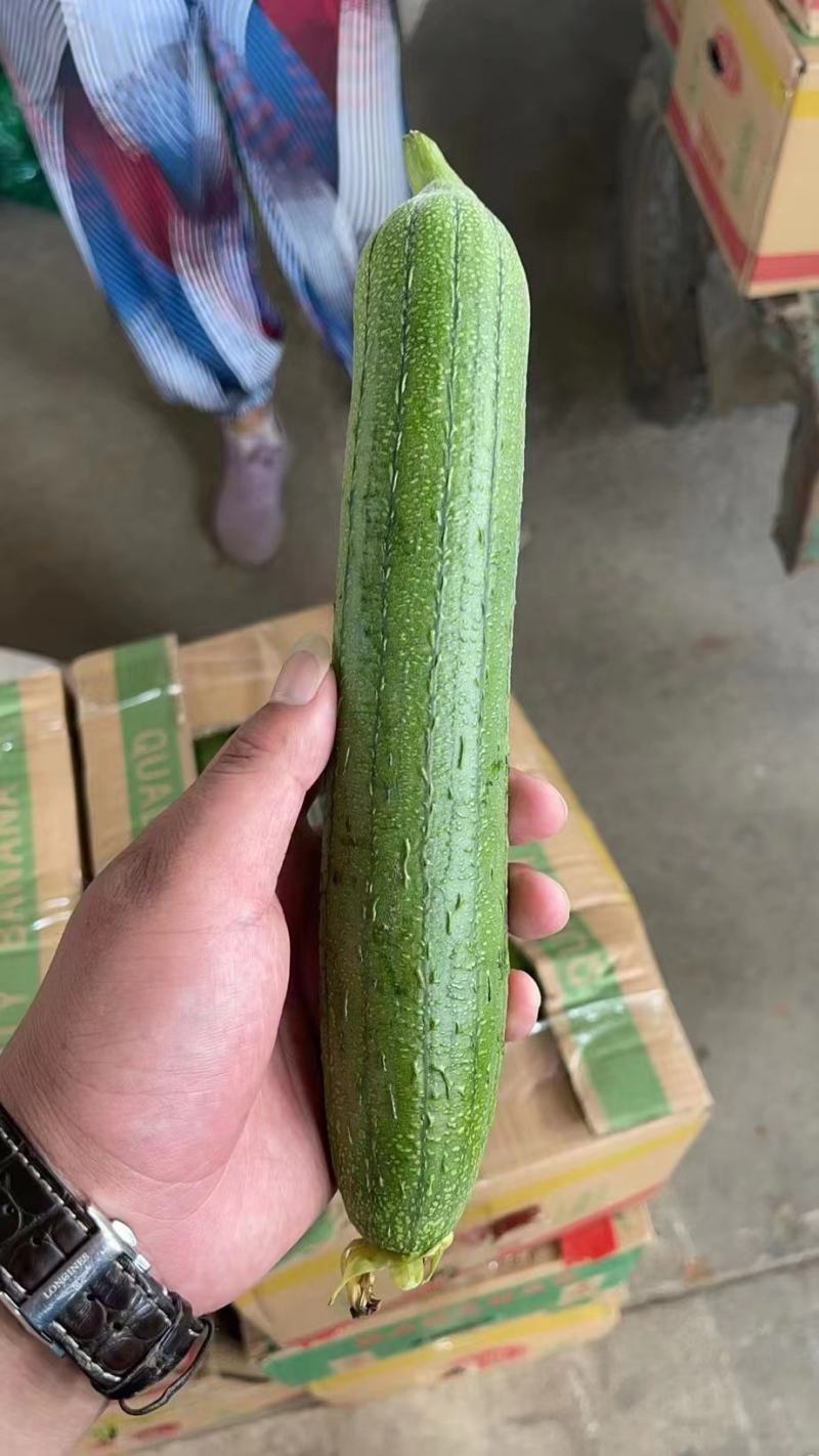 实力淮安精品油皮丝瓜现摘现发对接商超电商市场江苏产地