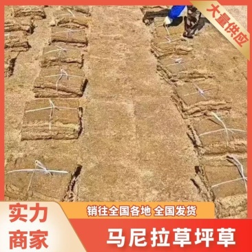 马尼拉草坪草，量大从优！海量供应，欢迎咨询联系下单！