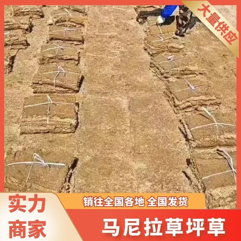 马尼拉草坪草，量大从优！海量供应，欢迎咨询联系下单！