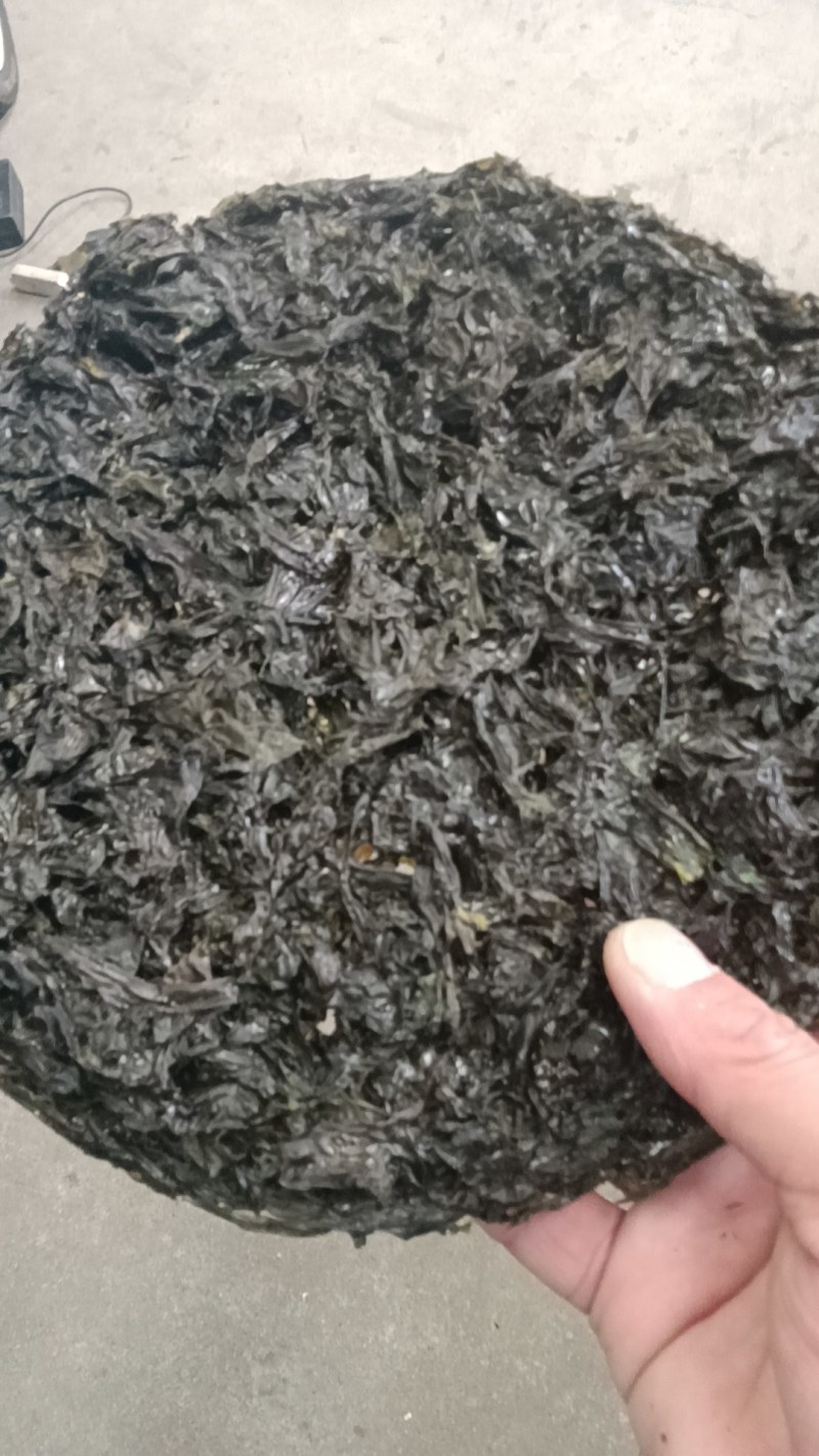 紫菜！圆饼紫菜！食堂饭店！饺子混沌下汤！下面凉拌！