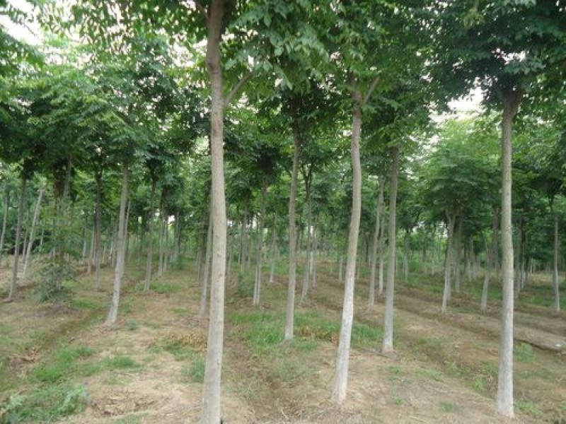 【精品栾树】6~8公分精品栾树，基地直销，成活率高。