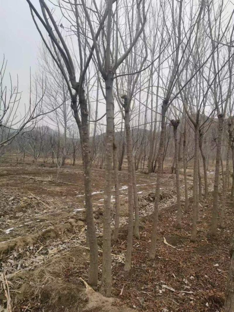 【精品栾树】6~8公分精品栾树，基地直销，成活率高。