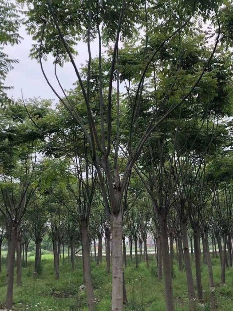 【精品栾树】6~8公分精品栾树，基地直销，成活率高。