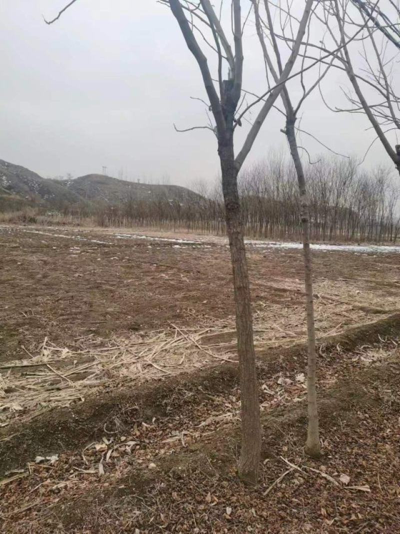 【精品栾树】6~8公分精品栾树，基地直销，成活率高。