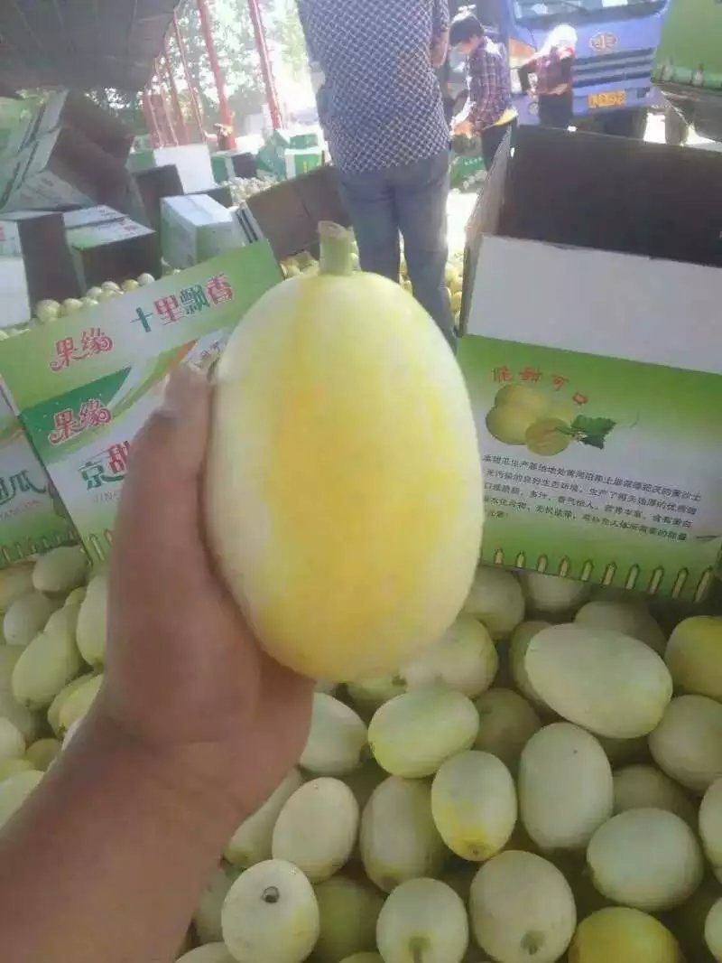 博洋九甜瓜专业代收代办一流的服务。。。。。