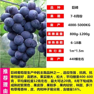 葡萄苗果树苗子盆栽巨峰南方北方种植庭院爬藤葡萄苗批发