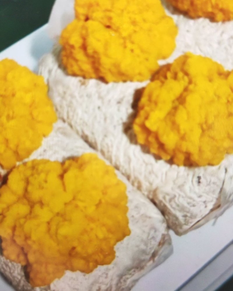 金耳菌