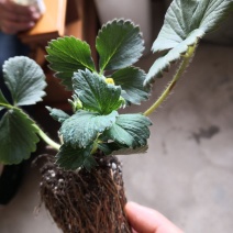 基地直销甜宝草莓苗优质奶油章姬草莓苗价格草莓苗穴盘苗