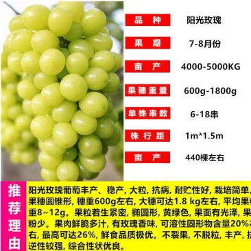 葡萄苗果树苗子盆栽巨峰南方北方种植庭院爬藤阳光玫瑰批发