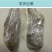 葡萄苗果树苗子盆栽巨峰南方北方种植庭院爬藤阳光玫瑰批发