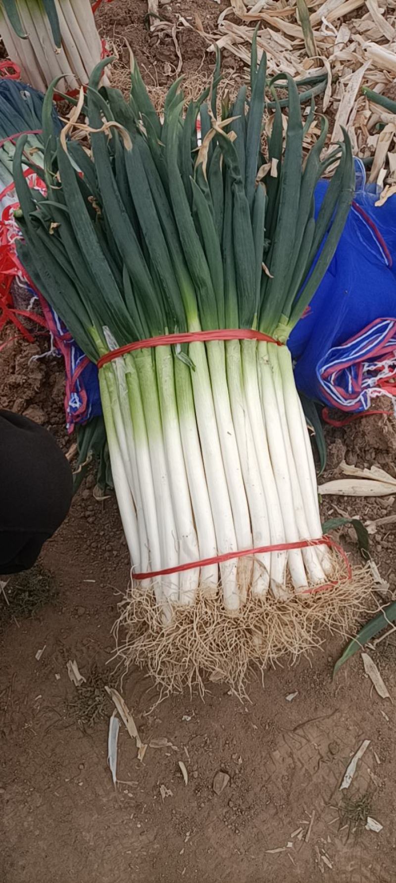 大葱