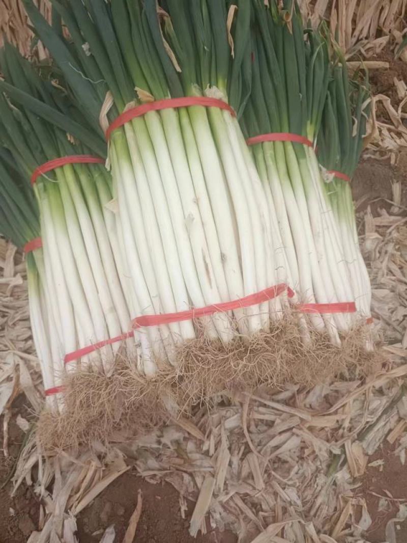 大葱