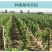 葡萄苗果树苗子盆栽巨峰南方北方种植庭院爬藤阳光玫瑰批发