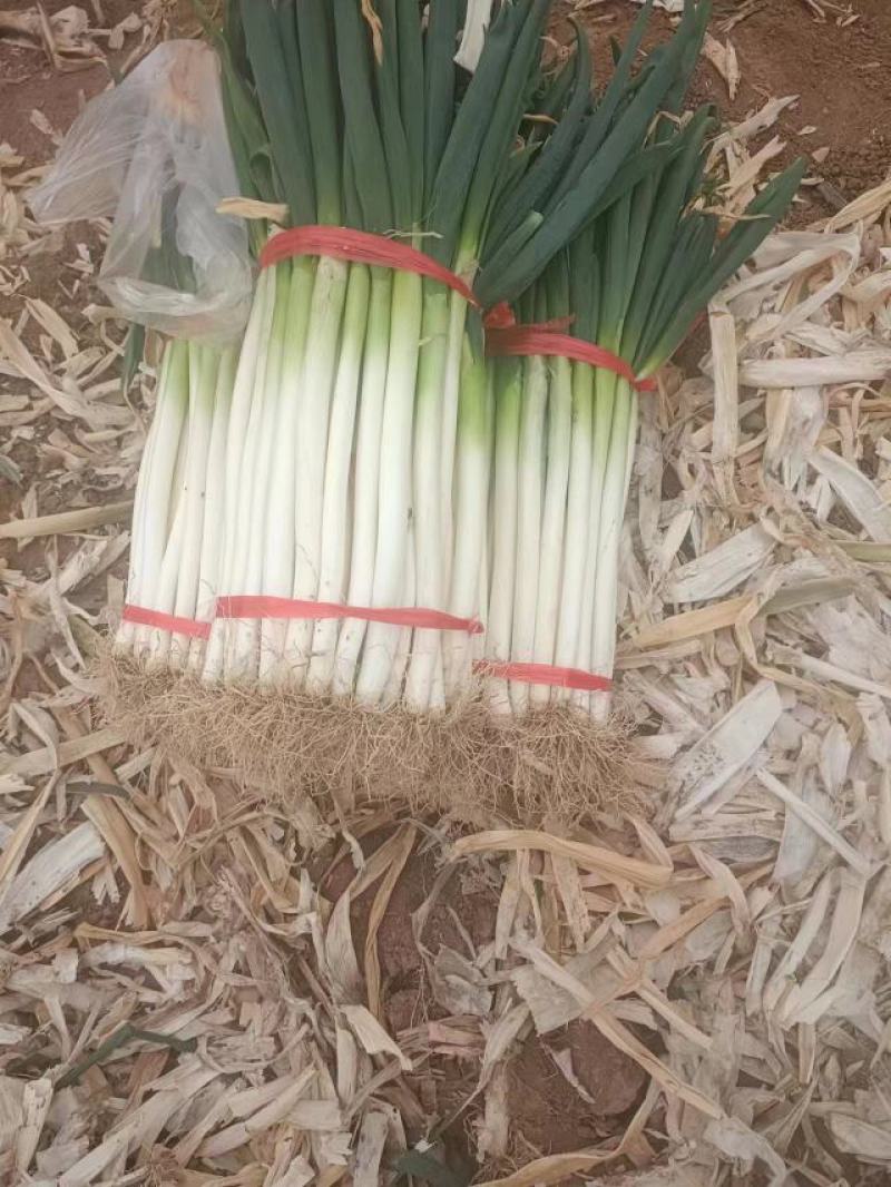 大葱