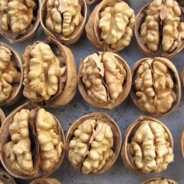 新疆薄壳核桃