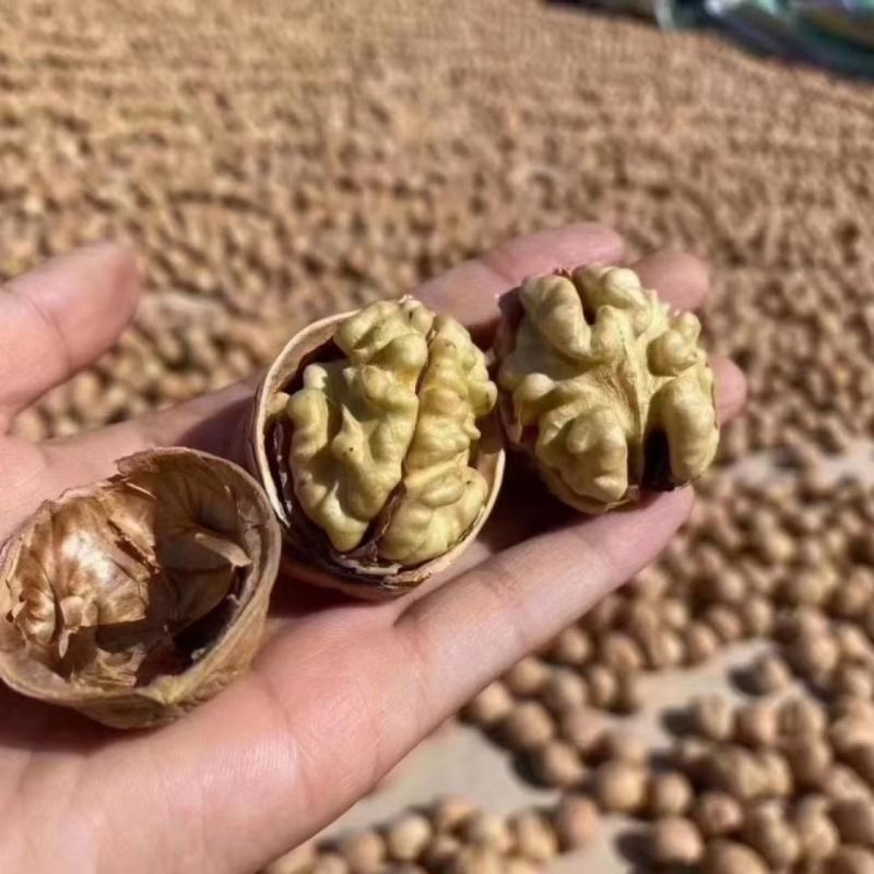 新疆薄壳核桃