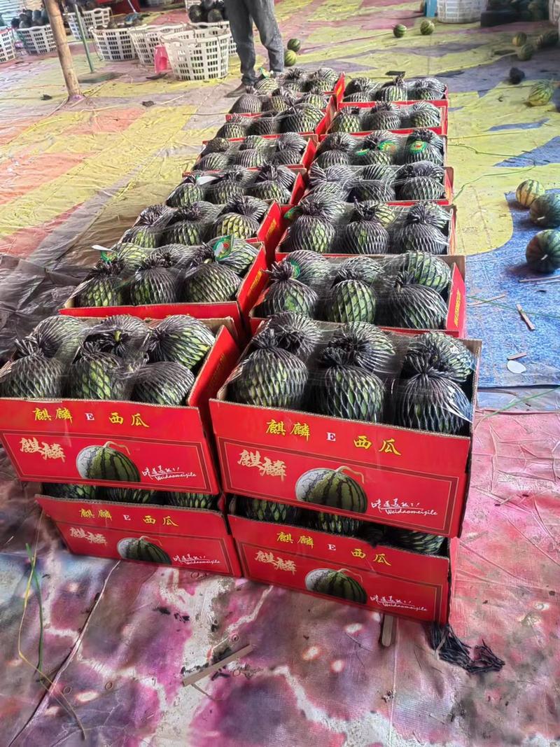 精品麒麟西瓜，商丘产地大量供应，头茬西瓜，可视频货