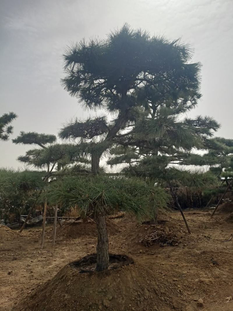 泰山造型松