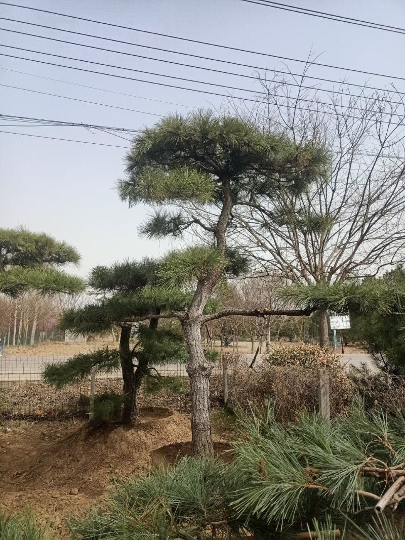 泰山造型松