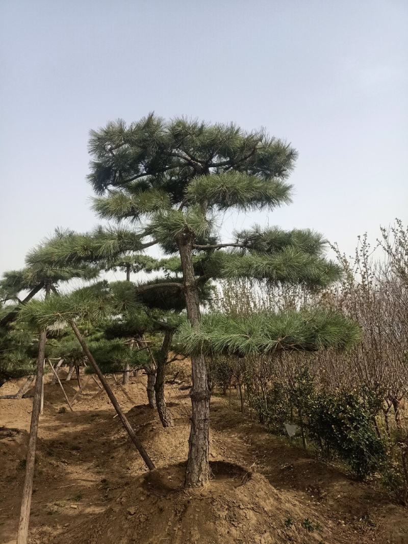 泰山造型松