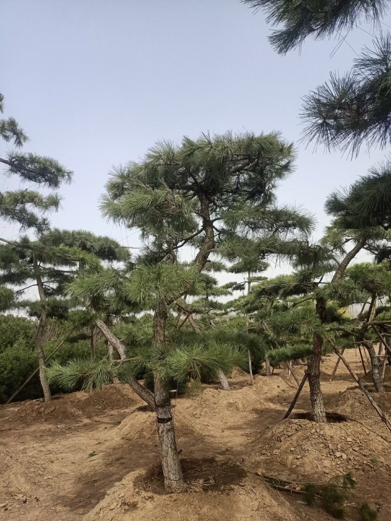 泰山造型松