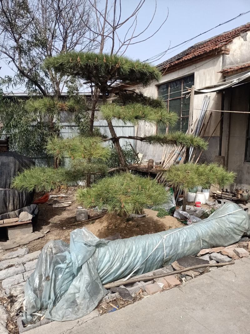 泰山造型松