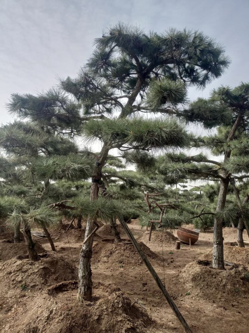 泰山造型松