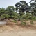 泰山造型松