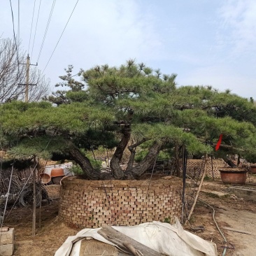 泰山造型松