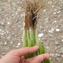 本地精品小香葱，适合电商，市场，商超，大量有货，