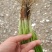 本地精品小香葱，适合电商，市场，商超，大量有货，