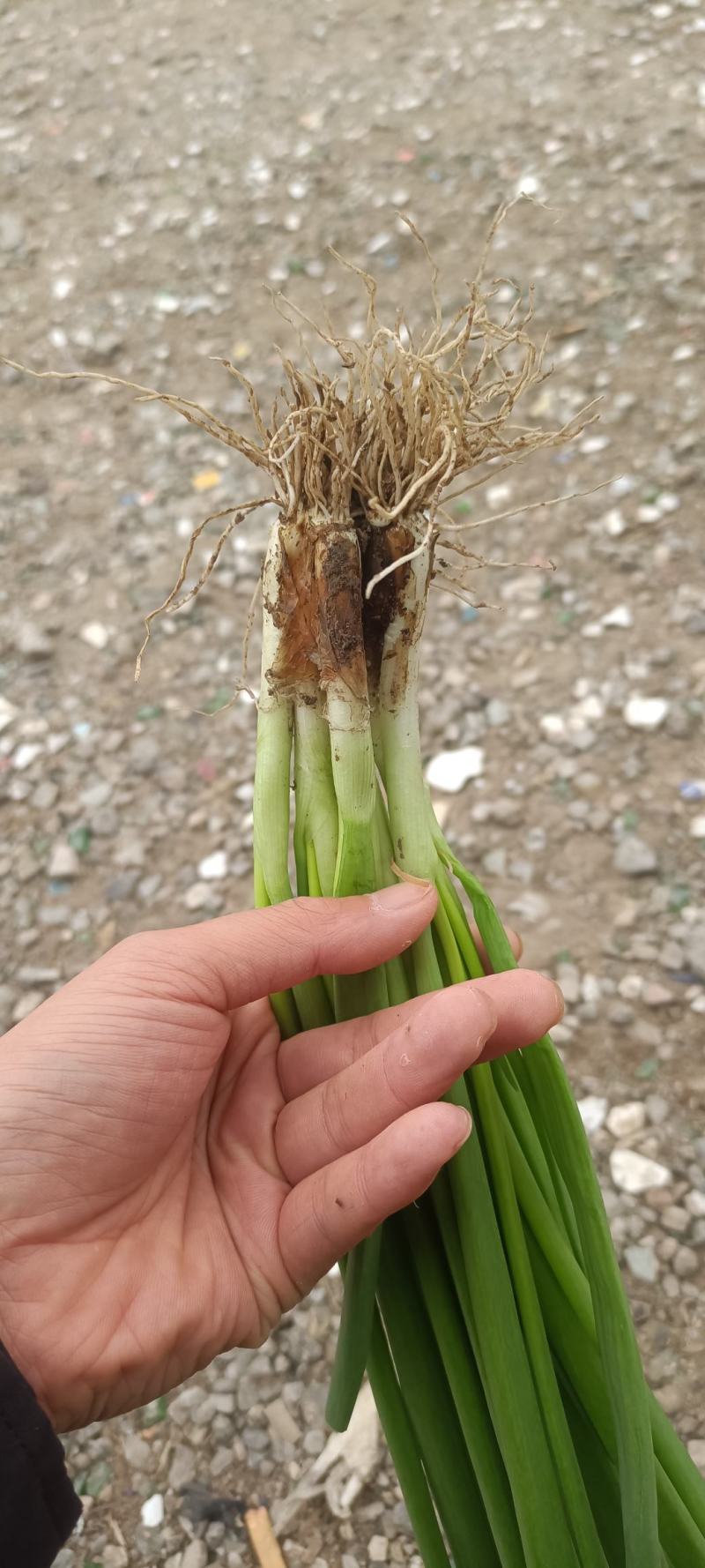本地精品小香葱，适合电商，市场，商超，大量有货，