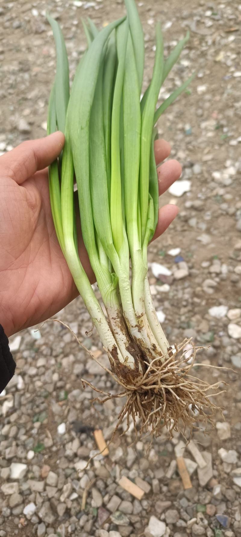 本地精品小香葱，适合电商，市场，商超，大量有货，