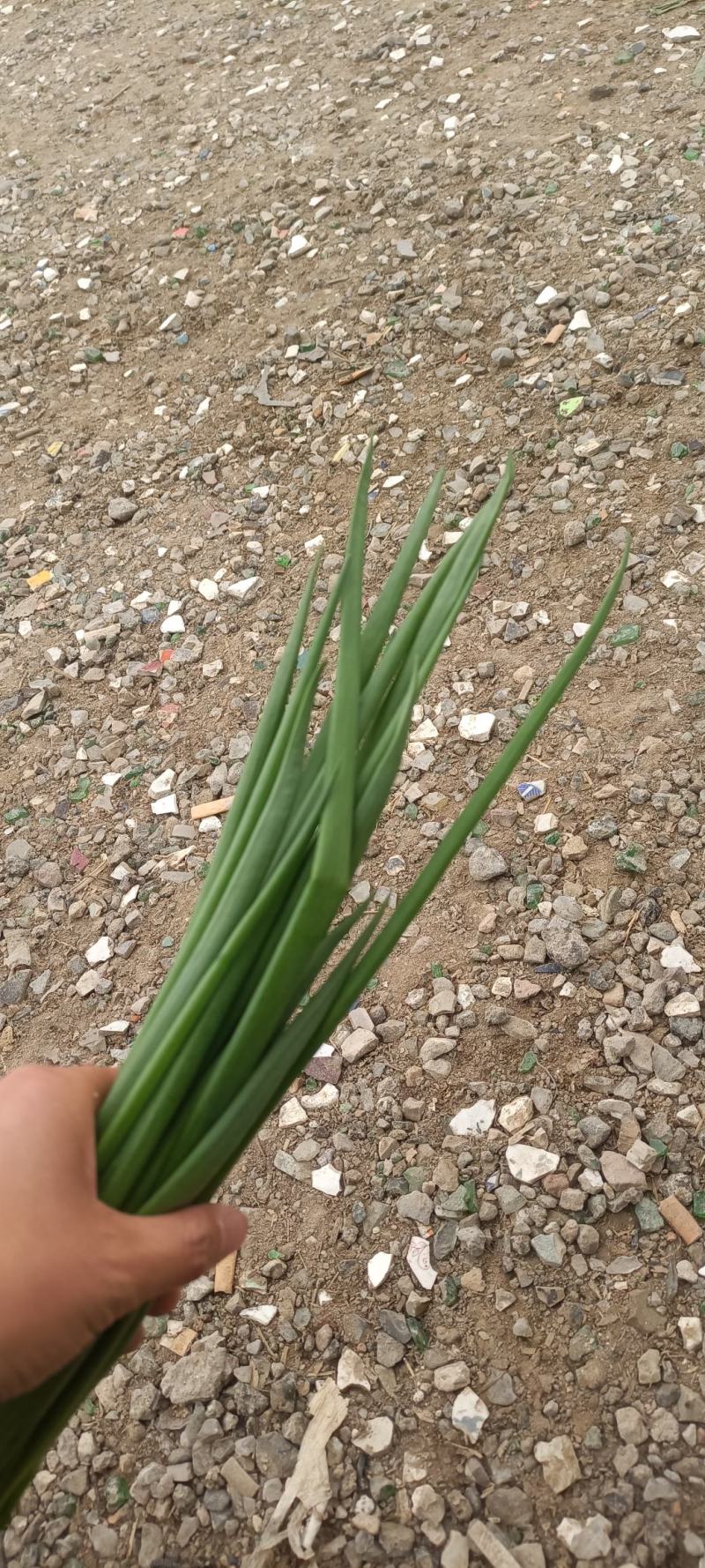 本地精品小香葱，适合电商，市场，商超，大量有货，