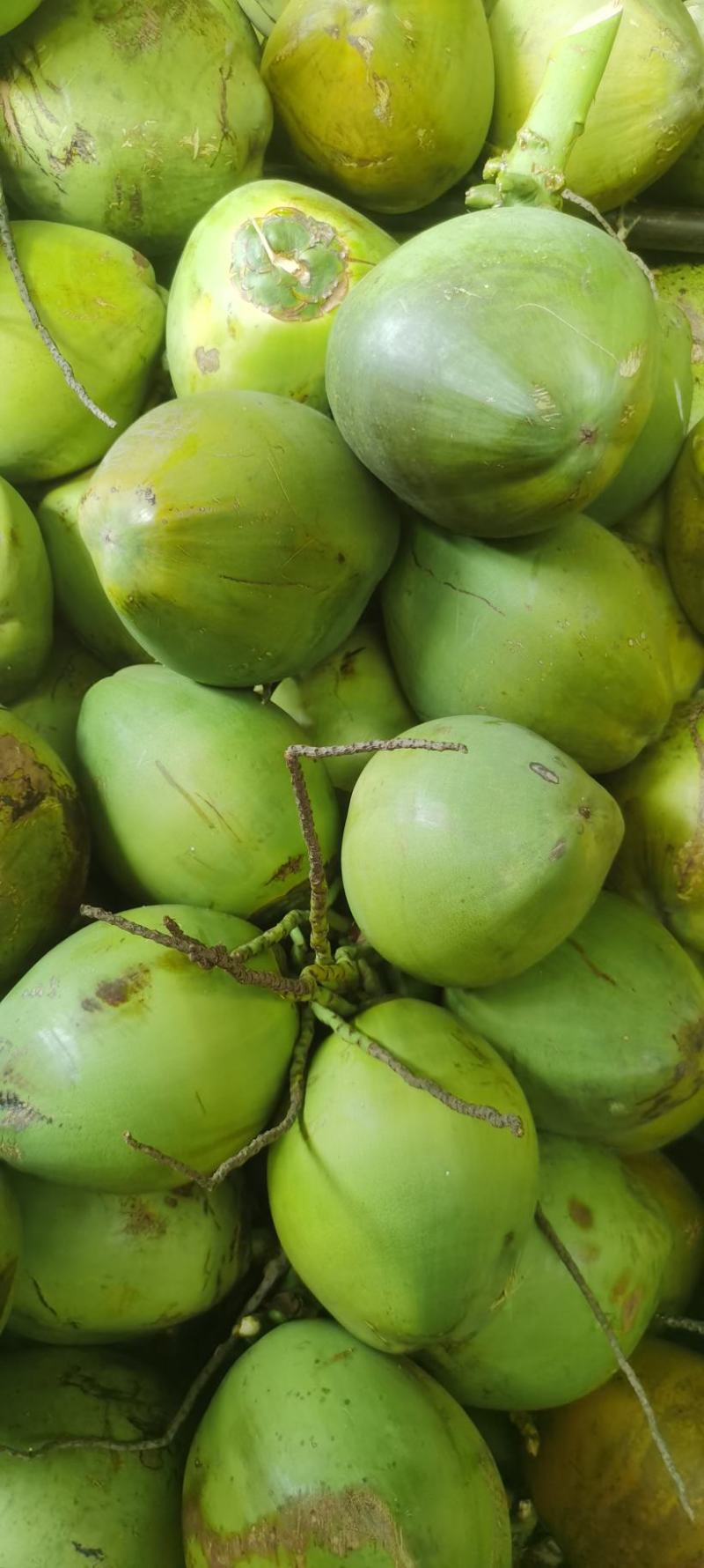 【推荐】海南精品椰子椰青产地现摘直发货源充足欢迎订购