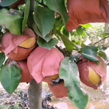 夏邑专业种植晚秋黄梨有需要请联系