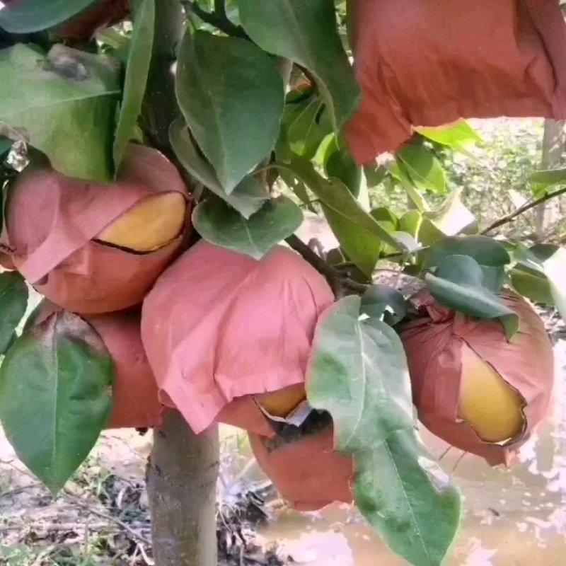 夏邑专业种植晚秋黄梨有需要请联系