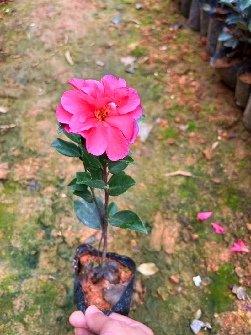 茶梅（各种规格都有，欢迎咨询）