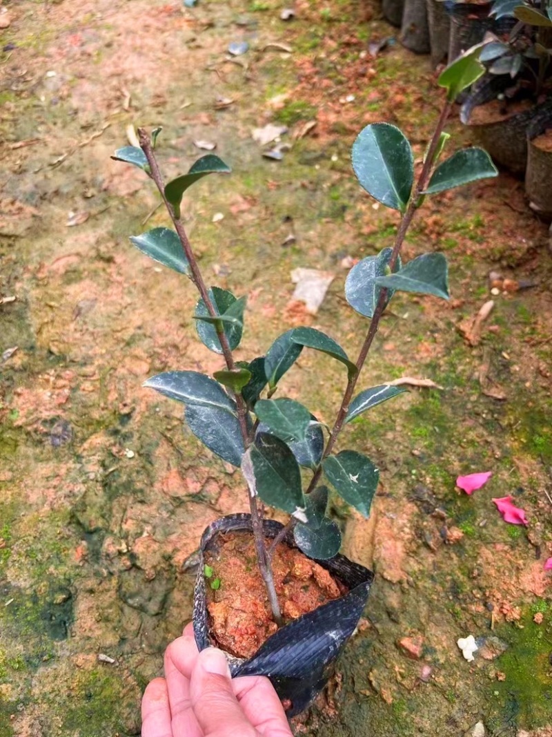 茶梅（各种规格都有，欢迎咨询）