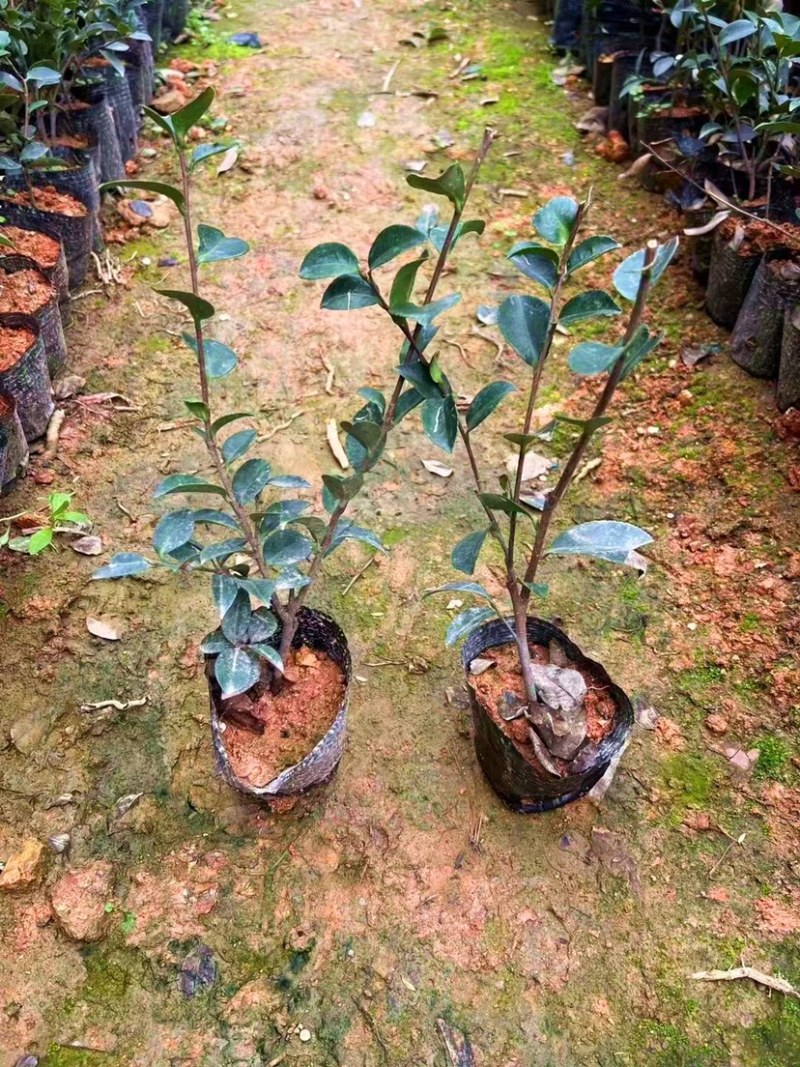 茶梅（各种规格都有，欢迎咨询）